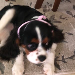 Meet your Posher, Maria